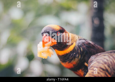 Close up Dusky Loris (Pseudeos fuscata) oder Gebändert Loris oder Nuri kelam mit Orange und schwarze Feder Stockfoto