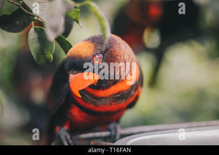 Close up Dusky Loris (Pseudeos fuscata) oder Gebändert Loris oder Nuri kelam mit Orange und schwarze Feder Stockfoto