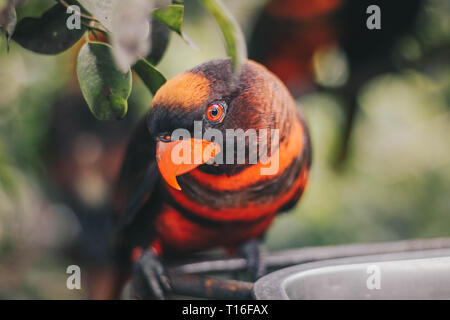 Close up Dusky Loris (Pseudeos fuscata) oder Gebändert Loris oder Nuri kelam mit Orange und schwarze Feder Stockfoto