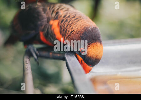 Close up Dusky Loris (Pseudeos fuscata) oder Gebändert Loris oder Nuri kelam mit Orange und schwarze Feder Stockfoto