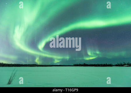 Aurora Borealis am Chena Seen in Alaska Stockfoto