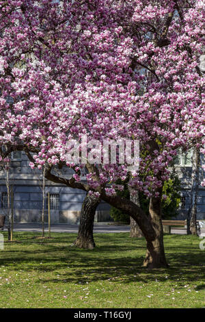 Magnolia an der Roosevelt Square Stockfoto