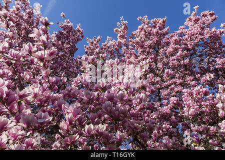 Magnolia an der Roosevelt Square Stockfoto