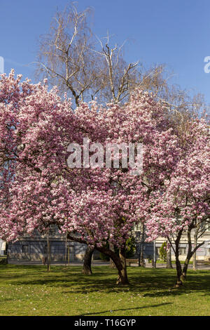 Magnolia an der Roosevelt Square Stockfoto