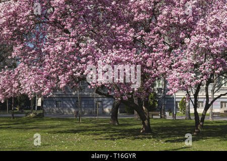 Magnolia an der Roosevelt Square Stockfoto