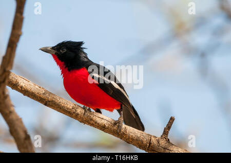 Crimson-breasted gonolek, Laniarius atrococcineus, Ast, Namibia Stockfoto