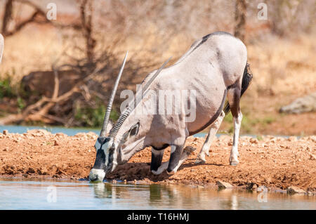 Südafrikanische Oryx Oryx gazella, Trinken, Namibia Stockfoto