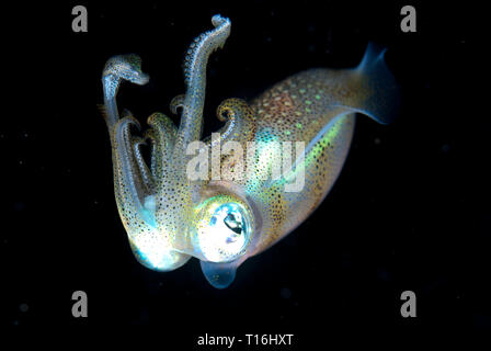 Bigfin Reef Squid, Sepioteuthis lessoniana, während des Nachttauchgangs, Mini Wall Tauchplatz, Fiabacet Island, Raja Ampat, West Papua, Indonesien Stockfoto