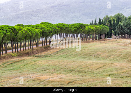 Feldweg bis zum Herbst Haus auf Bauernhof idyllischer malerischen Zypressen Futter weg im Val D'Orcia Landschaft in der Toskana, Italien, mit sanften Hügeln Stockfoto