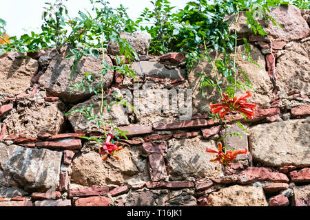 Toskana, Italien mit Nahaufnahme des Steinmauer in Monticchiello kleine Stadt Dorf und Garten rot Bell Blumen Stockfoto