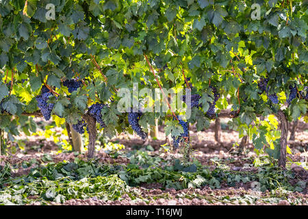 Val D'Orcia Landschaft in der Toskana, Italien, mit Bauernhof Landschaft Weingut Weingut Rebsorten Zeile Gang im idyllischen Dorf mit lila Trauben Früchte h Stockfoto