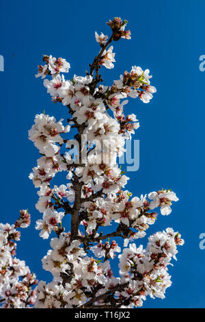 Mandelbäume in voller Blüte - SAN JUAQUIN Valley, Kalifornien Stockfoto