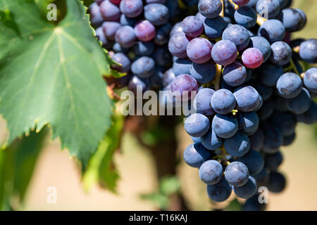 Großes violettes Wein Trauben am Weinstock hängen grapevine Bündel in Montepulciano, Toskana, Italien Weingut Weingut bokeh Hintergrund sonniger Tag im Hinterland ma Stockfoto
