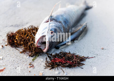 Nahaufnahme von einem toten Wels Fisch mit Algen gewaschen an Land während der roten Flut Algen Blüte giftig in Naples Beach in Florida Golf von Mexiko auf Sand Stockfoto
