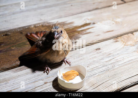 Nahaufnahme von einem Baby chick female Red Cardinal, Cardinalis, verletzten Vogel auf hölzernen Hinterhof deck Terrasse Erdgeschoss nachts mit Erdnußbutter in Schale als Lebensmittel Stockfoto