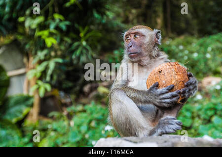 Ein Affe essen eine Kokosnuss im tropischen Regenwald Stockfoto