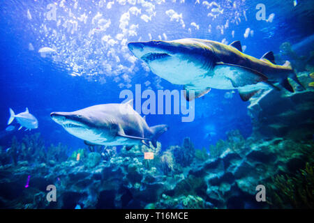 Zwei große weiße Haie unterwasser Nähe zu sehen. Stockfoto