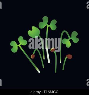 Microgreens Chinakohl. Bündel von Pflanzen. Vitamin Supplement, veganes Essen. Schwarzer Hintergrund Stock Vektor