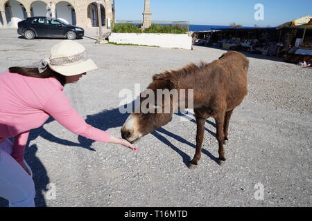 Der zypriotischen Esel ist der Esel Rasse der Mittelmeerinsel Zypern. Diese wurden semi-wild nach der türkischen Invasion im Jahre 1974. Stockfoto