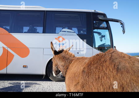 Der zypriotischen Esel ist der Esel Rasse der Mittelmeerinsel Zypern. Diese wurden semi-wild nach der türkischen Invasion im Jahre 1974. Stockfoto