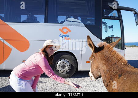 Der zypriotischen Esel ist der Esel Rasse der Mittelmeerinsel Zypern. Diese wurden semi-wild nach der türkischen Invasion im Jahre 1974. Stockfoto