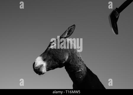 Der zypriotischen Esel ist der Esel Rasse der Mittelmeerinsel Zypern. Diese wurden semi-wild nach der türkischen Invasion im Jahre 1974. Stockfoto