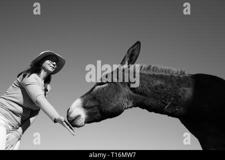 Der zypriotischen Esel ist der Esel Rasse der Mittelmeerinsel Zypern. Diese wurden semi-wild nach der türkischen Invasion im Jahre 1974. Stockfoto