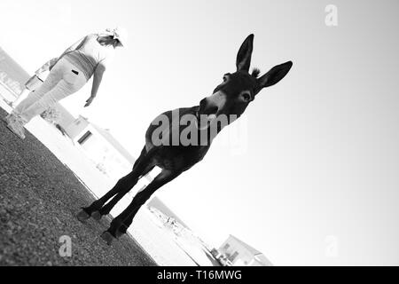 Der zypriotischen Esel ist der Esel Rasse der Mittelmeerinsel Zypern. Diese wurden semi-wild nach der türkischen Invasion im Jahre 1974. Stockfoto