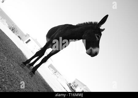 Der zypriotischen Esel ist der Esel Rasse der Mittelmeerinsel Zypern. Diese wurden semi-wild nach der türkischen Invasion im Jahre 1974. Stockfoto