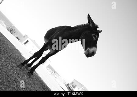 Der zypriotischen Esel ist der Esel Rasse der Mittelmeerinsel Zypern. Diese wurden semi-wild nach der türkischen Invasion im Jahre 1974. Stockfoto