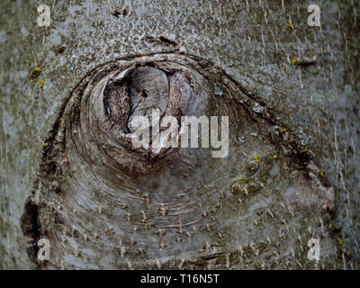 Altes Narbengewebe auf einem Walnut Tree Trunk Stockfoto