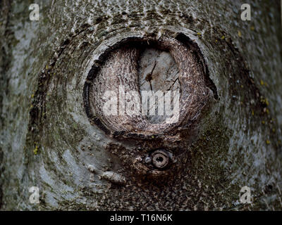 Altes Narbengewebe auf einem Walnut Tree Trunk Stockfoto