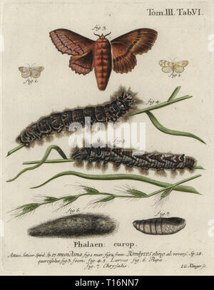 Musselin Lackei, Nudaria mundana, Männlich 1 Weiblich 2 und Oak eggar Lasiocampa quercifolia, Motte, Buchse, 3, 4,5, Larve, Puppe 6, chrysalis 7. Papierkörbe Kupferstich von Johann Georg Klinger von eugenius Johann Christoph Esper die Schmetterlinge in Abbildungen nach der Natur, Erlangen, 1786 sterben. Stockfoto