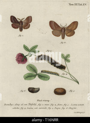 Gras, eggar Lasiocampa trifolii, männlich, weiblich, Larve, Puppe, Puppe. Papierkörbe Kupferstich von Johann Georg Klinger von eugenius Johann Christoph Esper die Schmetterlinge in Abbildungen nach der Natur, Erlangen, 1786 sterben. Stockfoto