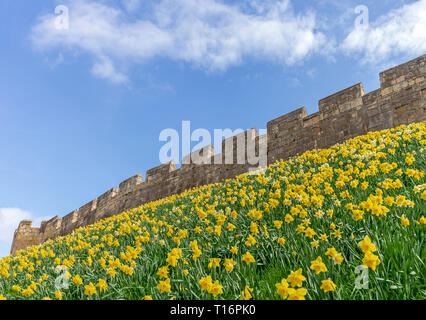 Die berühmten Stadtmauern von York mit einem Damm mit einer Vielzahl von Narzissen bedeckt. Ein blauer Himmel mit Wolken ist oben. Stockfoto