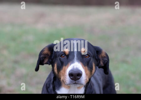 Hund face Porträt, Appenzeller Sennenhund - Mountaindog Tricolor Stockfoto