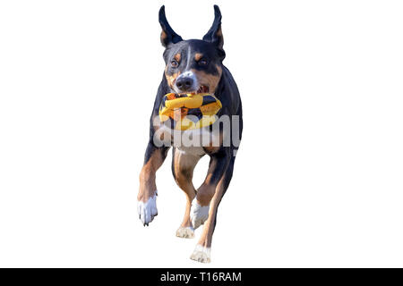 Flying Dog mit einer Kugel, weisser Hintergrund isoliert, Appenzeller Sennenhund Stockfoto