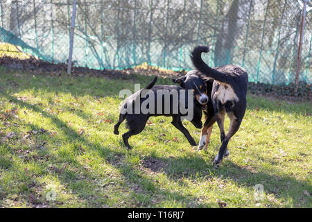 Appenzeller Sennenhund spielt mit einem Labrador mix Welpen im Freien Stockfoto