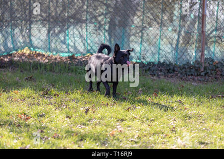 Ein kleiner schwarzer Hund draußen im grünen Gras. Der Hund ist ein gemischtes eines Labrador Retriever. Stockfoto