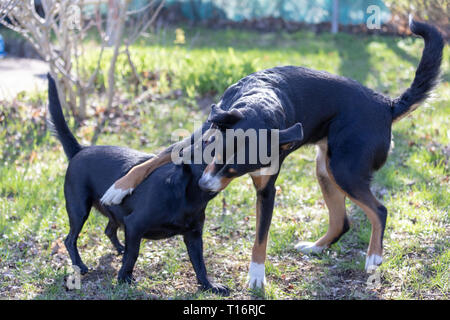 Appenzeller Sennenhund spielt mit einem Labrador mix Welpen im Freien Stockfoto