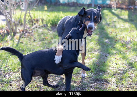 Appenzeller Sennenhund spielt mit einem Labrador mix Welpen im Freien Stockfoto
