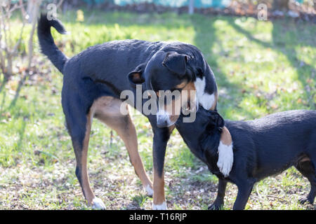 Appenzeller Sennenhund spielt mit einem Labrador mix Welpen im Freien Stockfoto