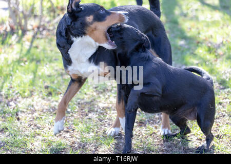 Appenzeller Sennenhund spielt mit einem Labrador mix Welpen im Freien Stockfoto