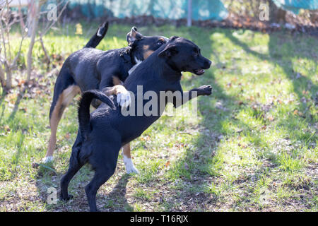 Appenzeller Sennenhund spielt mit einem Labrador mix Welpen im Freien Stockfoto