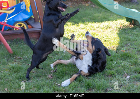 Appenzeller Sennenhund spielt mit einem Labrador mix Welpen im Freien Stockfoto
