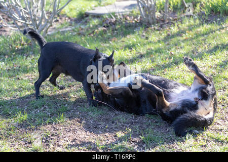 Appenzeller Sennenhund spielt mit einem Labrador mix Welpen im Freien Stockfoto