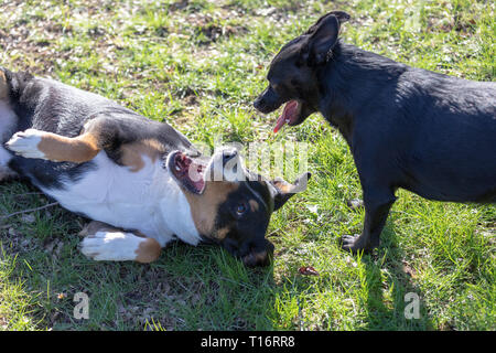 Appenzeller Sennenhund spielt mit einem Labrador mix Welpen im Freien Stockfoto
