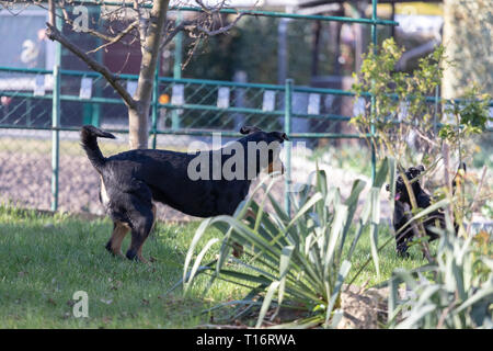 Appenzeller Sennenhund spielt mit einem Labrador mix Welpen im Garten Stockfoto