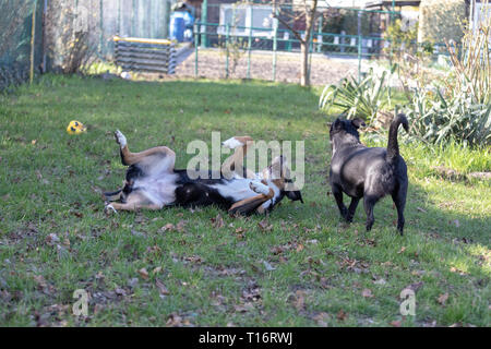 Appenzeller Sennenhund spielt mit einem Labrador mix Welpen im Freien Stockfoto