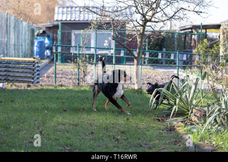 Appenzeller Sennenhund spielt mit einem Labrador mix Welpen im Freien Stockfoto